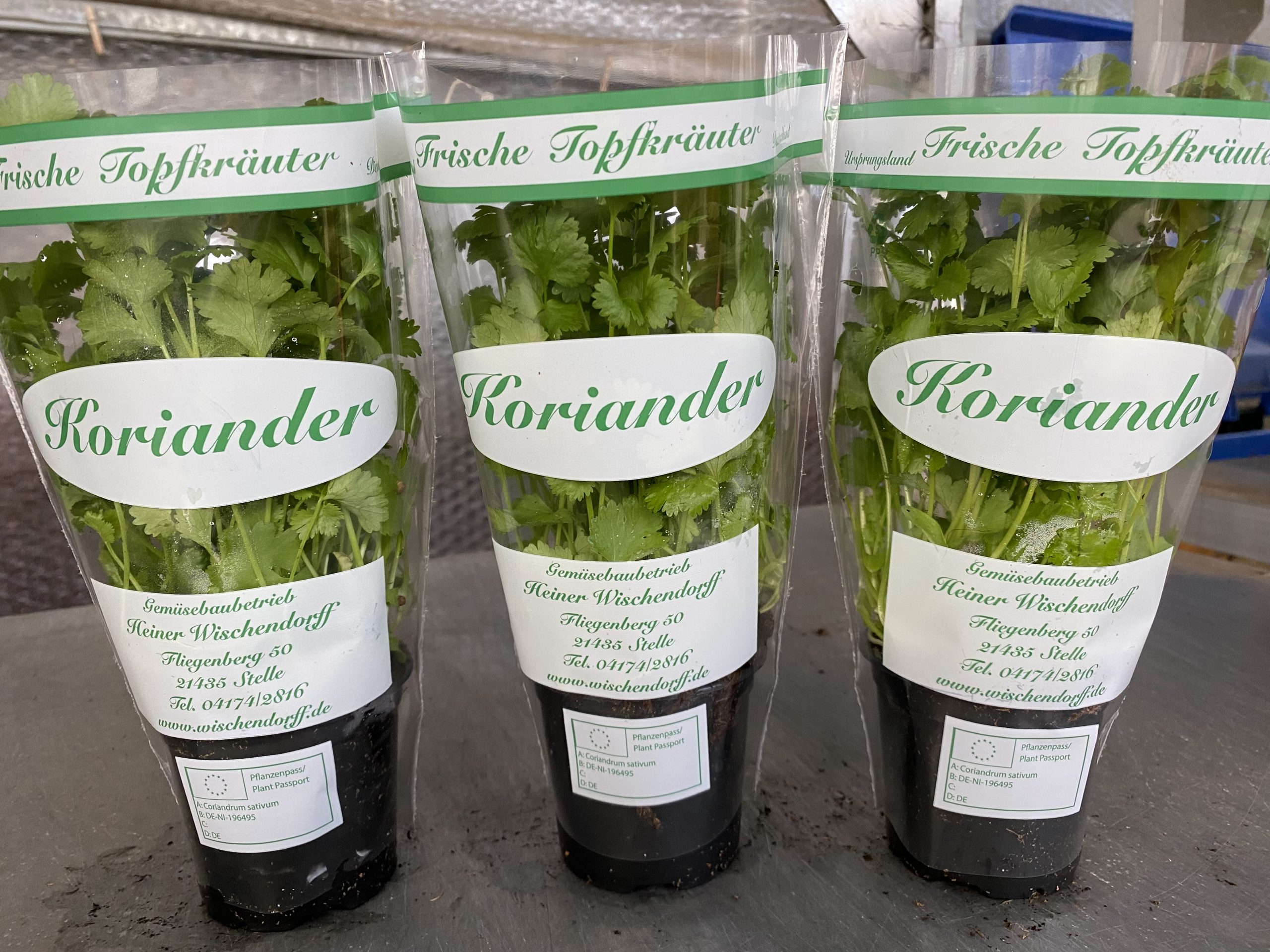frischer Koriander 9er Topf Hof Johansson