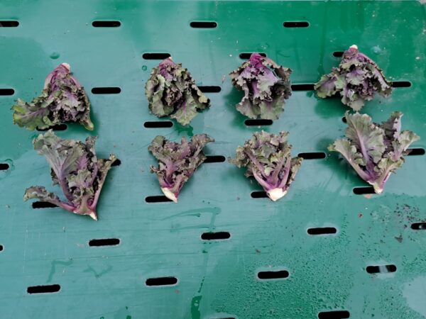 Flower Sprout 200 g